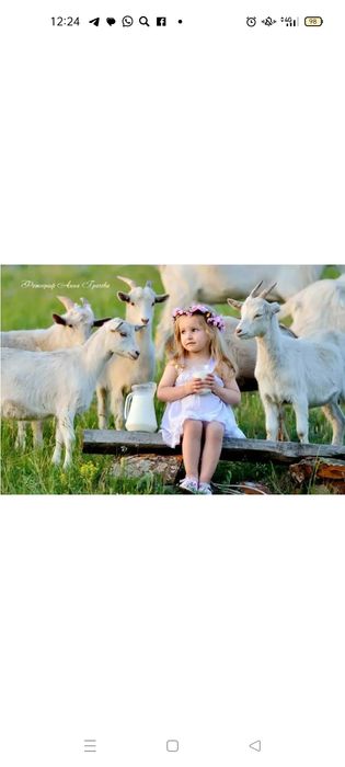 Козье молоко находимся район Тайвань