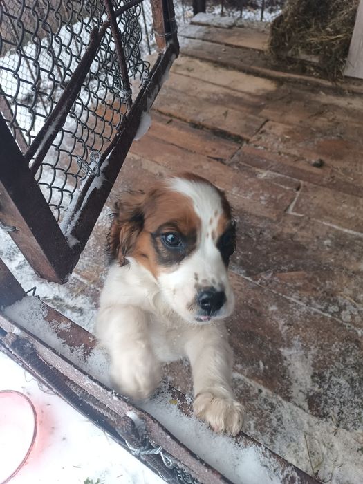 Спаниель күшік сатылады