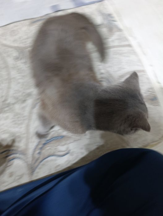 Scotiw FOLD rangi seri (Киз )