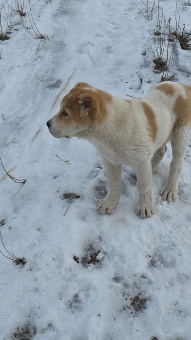 Продам щенков САО ( алабай ).