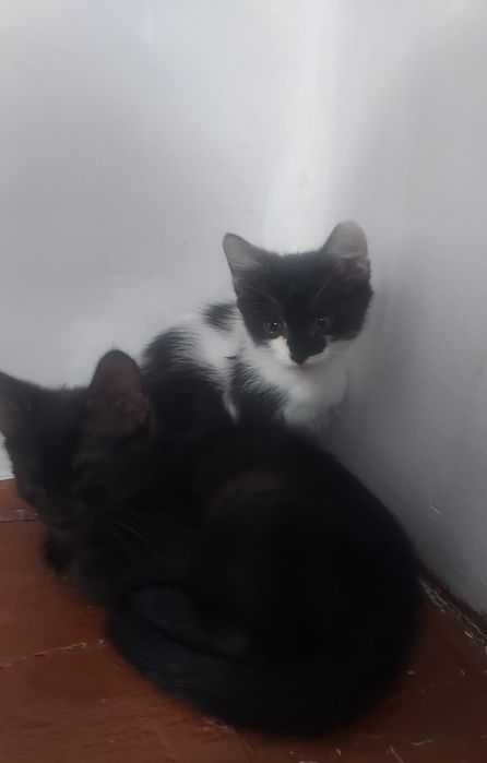 Отдам котят добрые руки