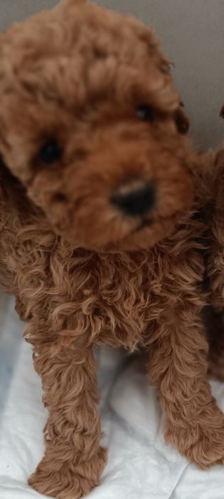 Caninhe/Pudel pitic pedigree FCI