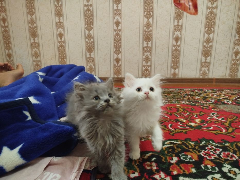 Soglom va juda uyinqaroq