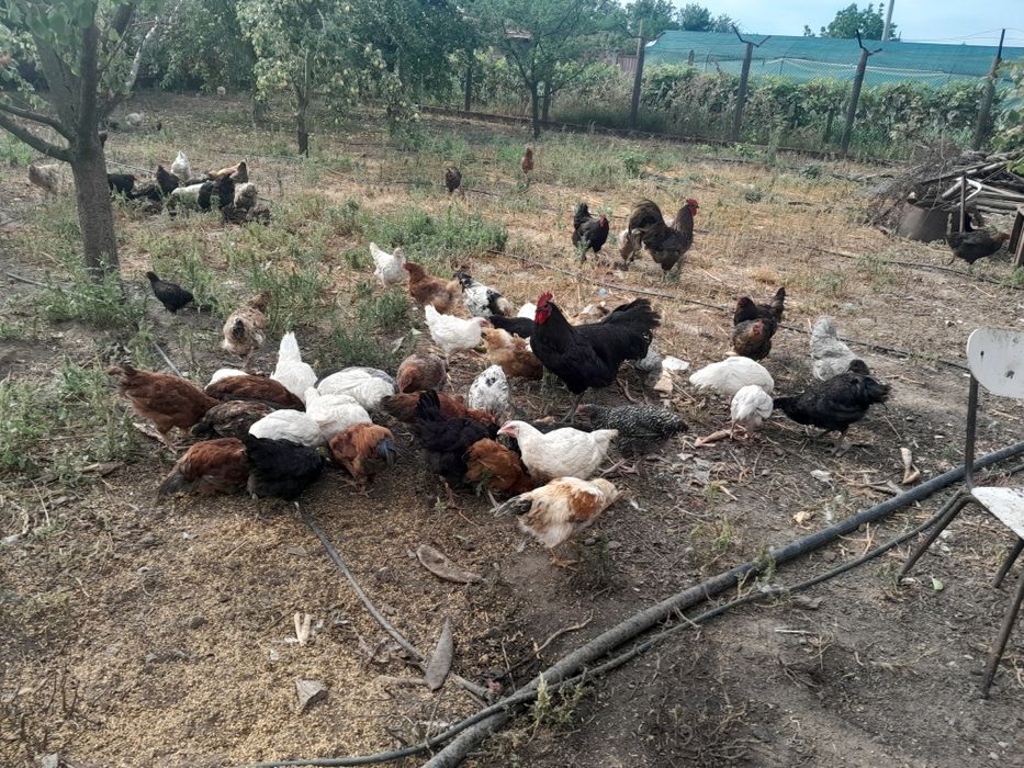 Продавам домашни пилета ,кокошки ,петли