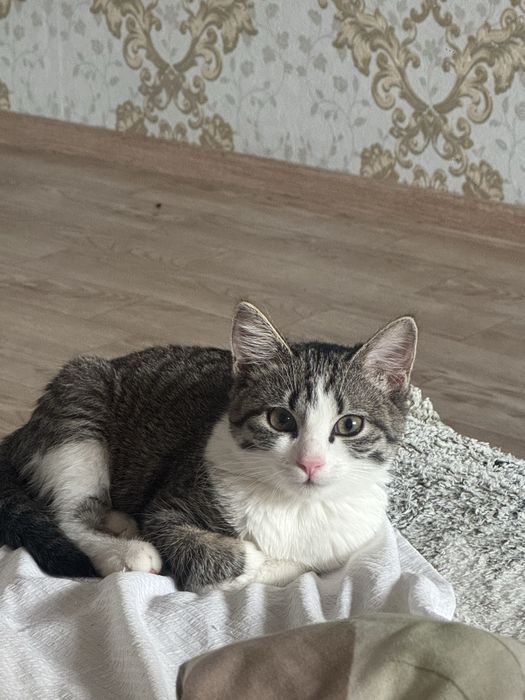 Отдаем в добрые руки котенка