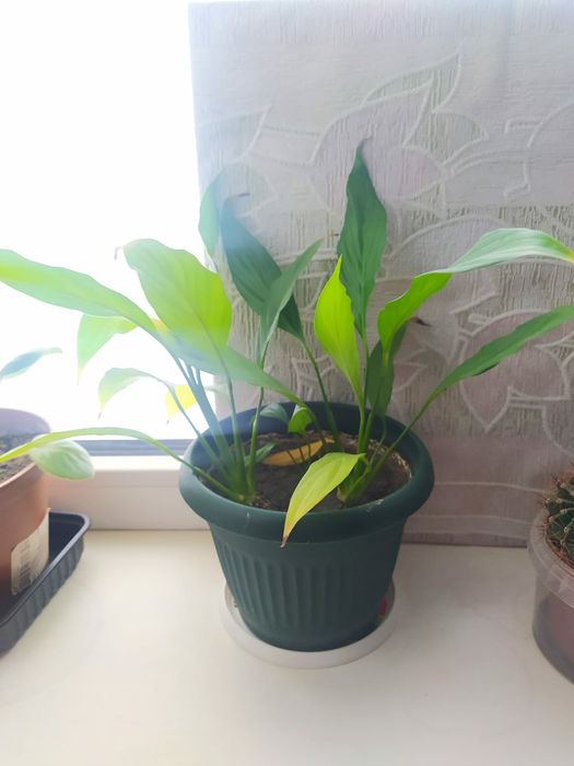 Цветы комнатные продам