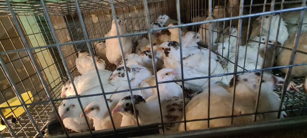 Prepelite tineret jumbo gold și polara gigant