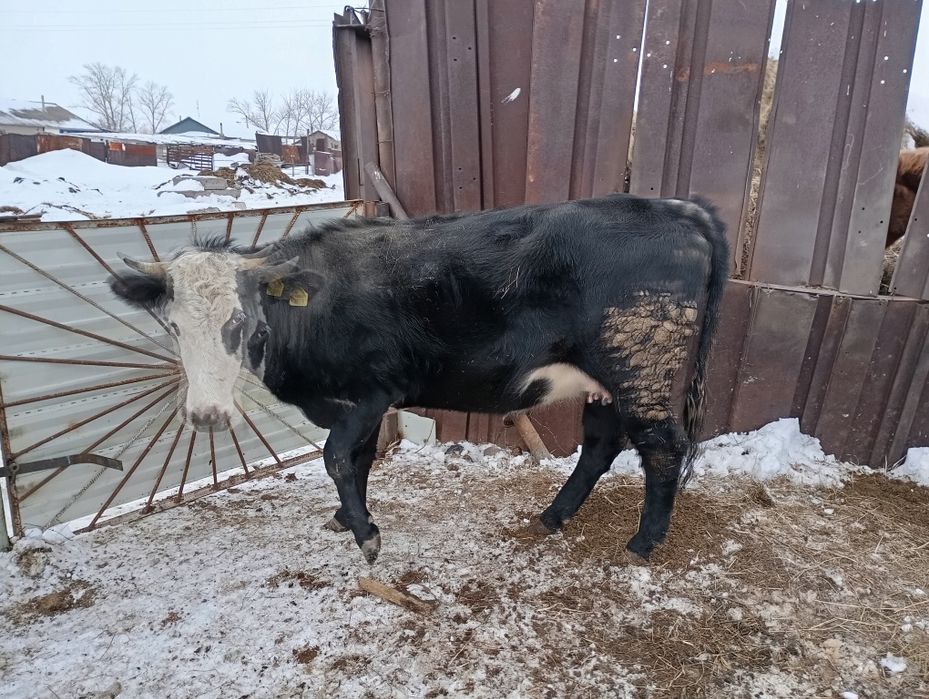 Продается Тёлочка 4 года