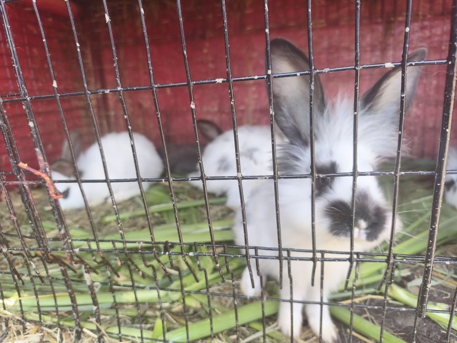 Pui de iepuri in jur de 2luni jumate