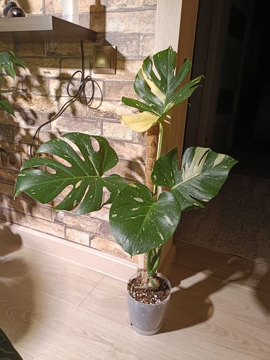 Монстера тайское созвездие