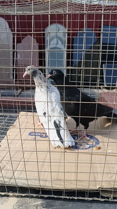 Голуби бакинцы пискуны