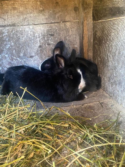 Vand iepuri cap de leu