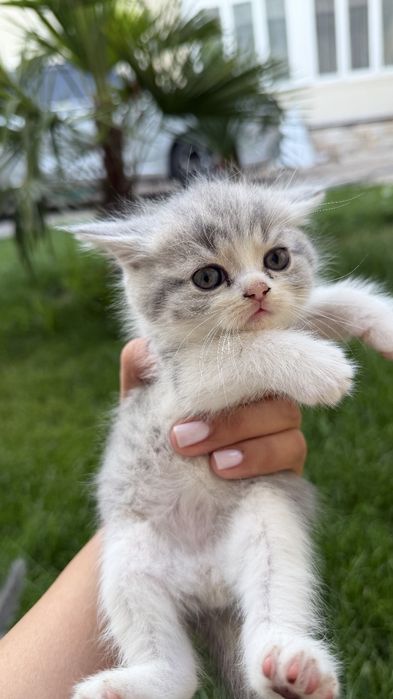 Продаётся котята