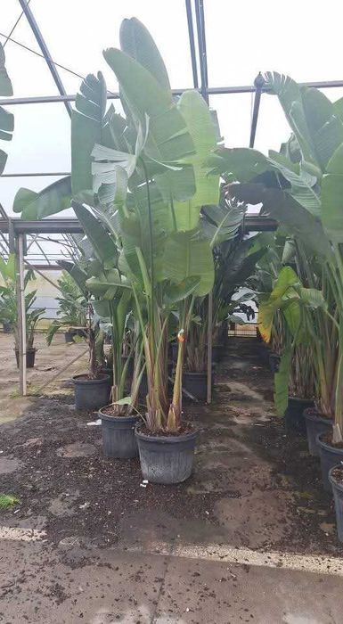 Arbori de Talie Mare și Gazon Rulou - Transformare Rapidă Grădină