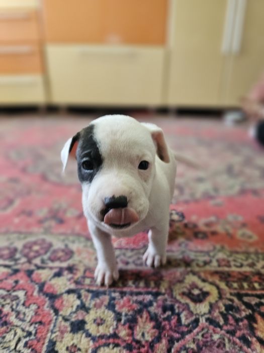 Стаффордширский терьер | стаф