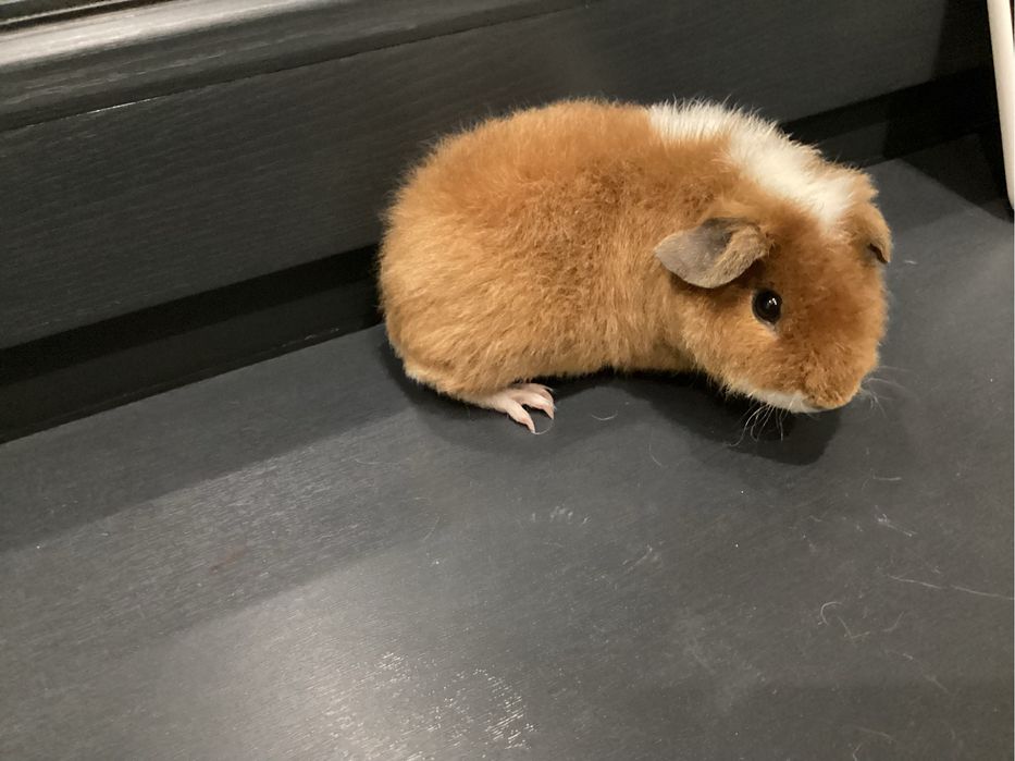 Морская Свинка срочно продается!!!