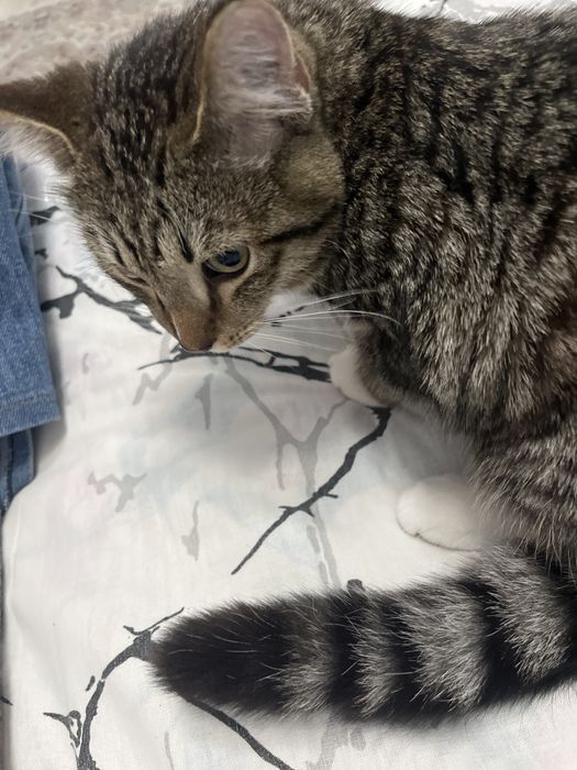 Мысық, котик 8 айлық срочно !!!