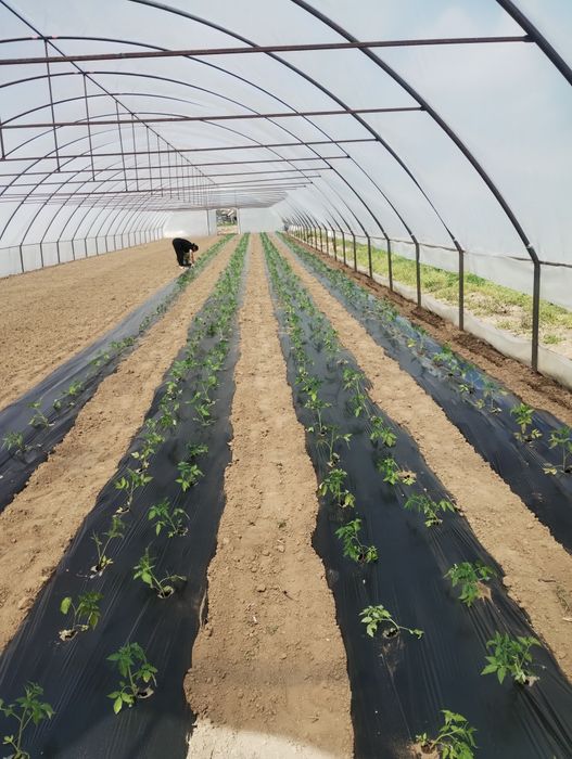 Solarii montabile ușor  pentru legume sau flori  ieftine