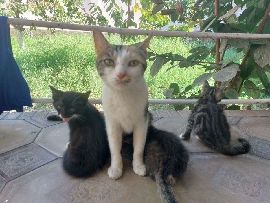 Котята в хорошие руки