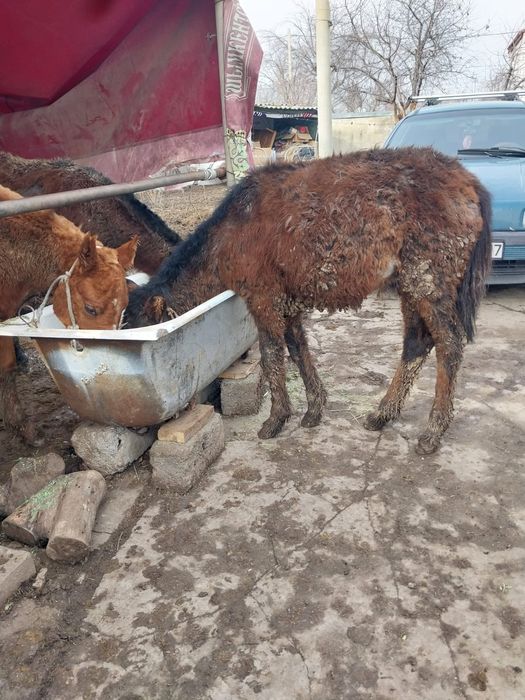 Жабагы тай сатылады