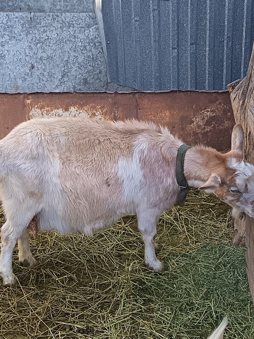 Продам козу беременная