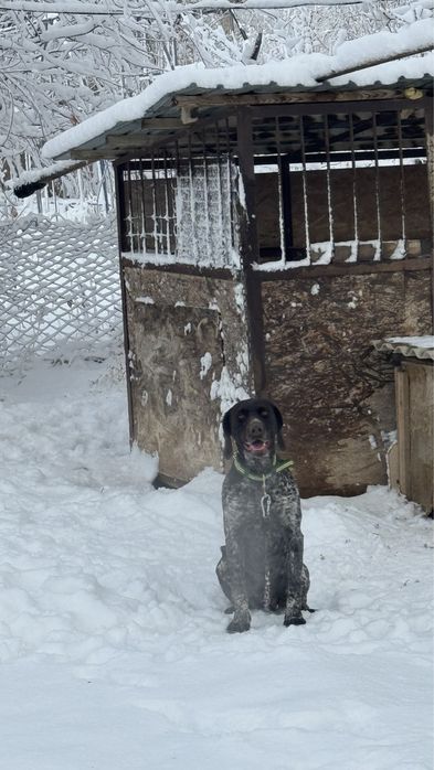 Курцхаар Курцхаар