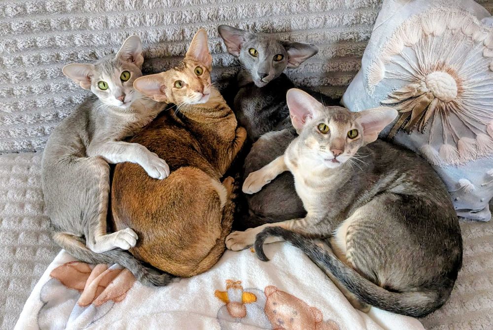 Ориентальная кошка Лёлька