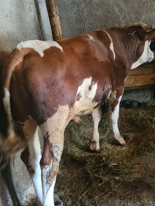 Taur de un an bun de rasa baltat posibilitatea de transport greutate cam 400 kg plus minus