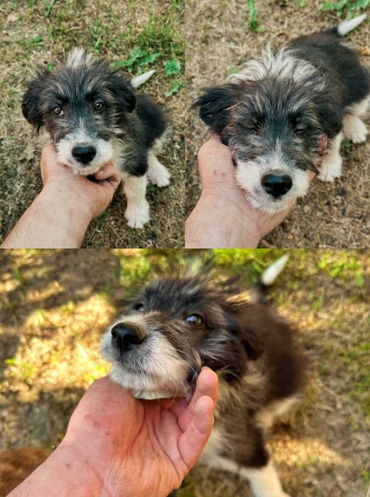 Dau spre adoptie un pui de catel (femela)