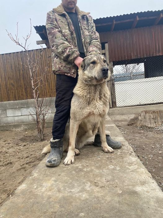 Молодая сука хороших кровей