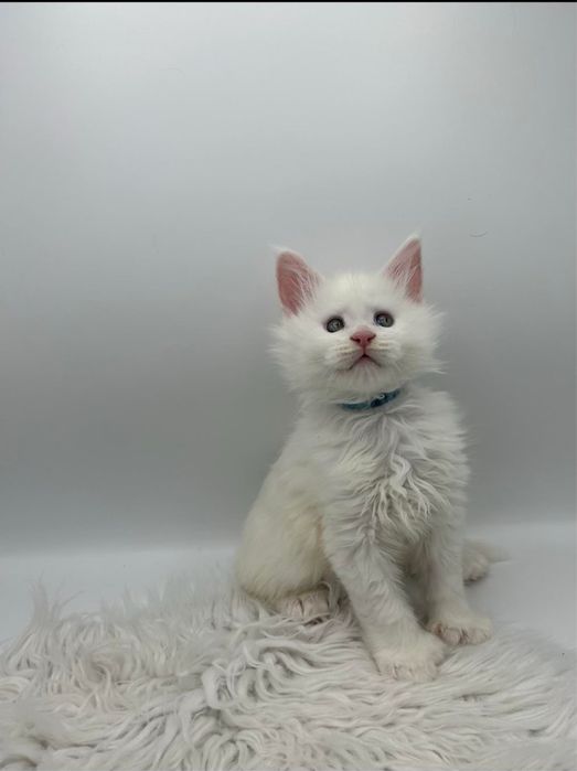 Maine Coon Disponibil