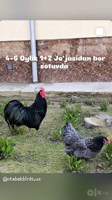 Avstralorp jo'ja 1+2