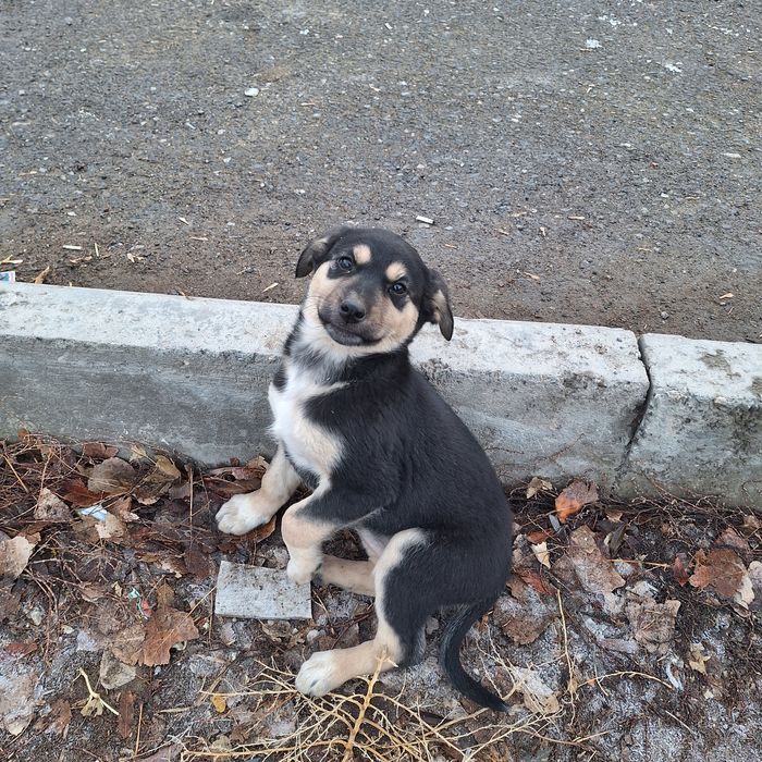 Щенята бесплатно