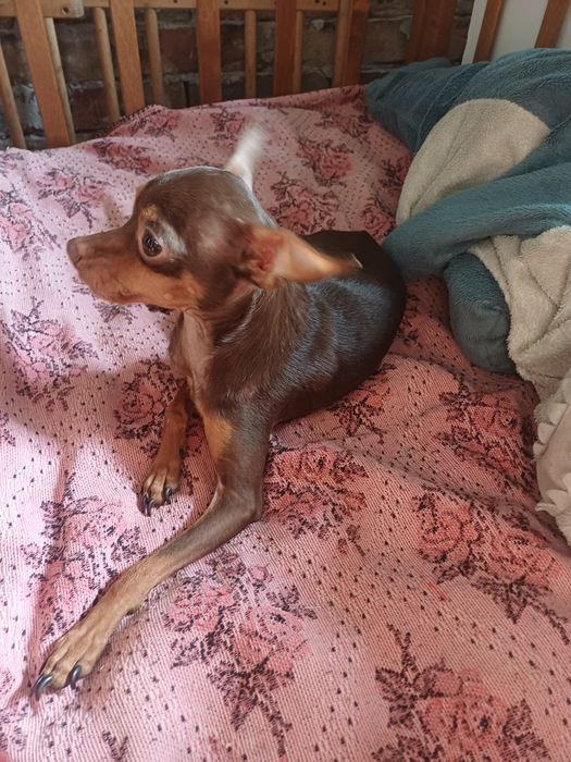 Продам щенка той терьера.