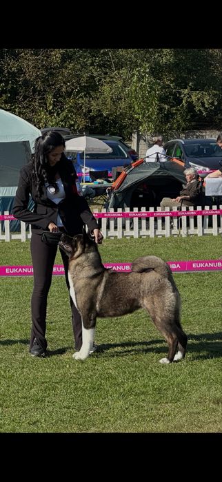 Femela Akita American Campion Ro Drept de monta