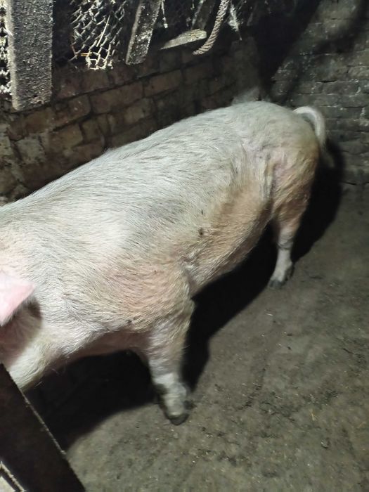 Продавам МЪЖКО агне Дорпер и НЕРЕЗ