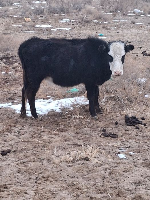 Буаздары бар бәрін алғанға сауда бар