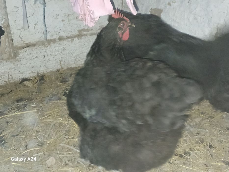 Жерси гигант жужалари