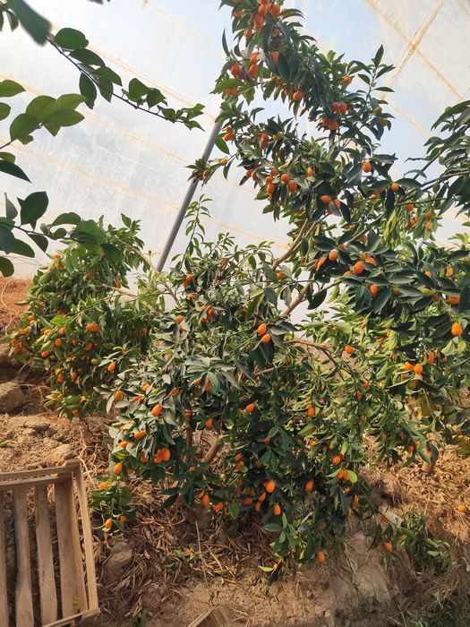 Kumkuvat mevasi shirin