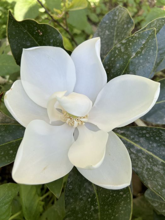 Magnoliya magnolia little gem grandflora