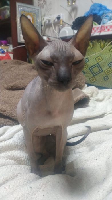 кошка, отдам даром