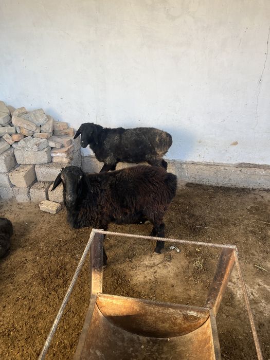 Қошқар сатылады 3 бас