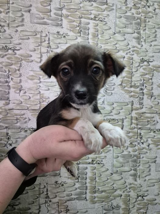 Маленькие щенки ищут дом