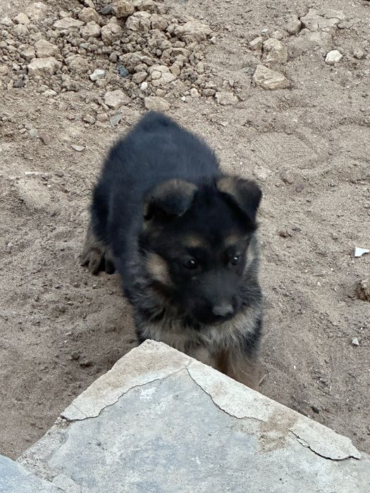 Продам пародистого кутенка