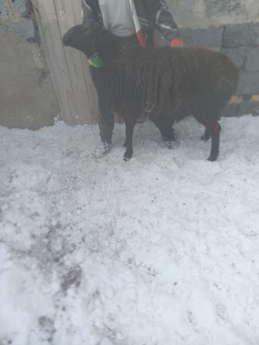 Продам барана, породы Гиссар