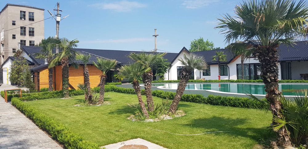 Palmieri rezistenți la frig 4 tipuri pe stoc livrare, plantare oriunde