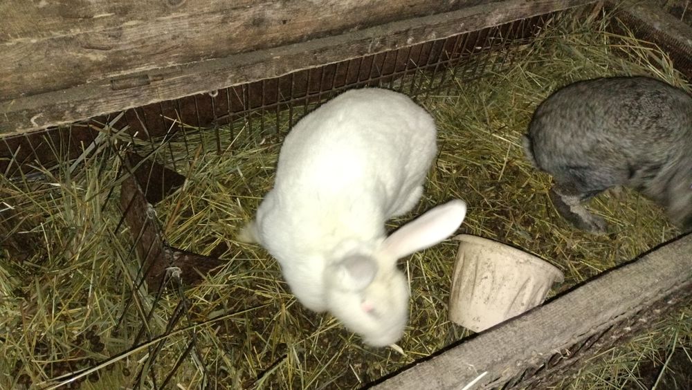 Продам кроликов разных возрастов.
