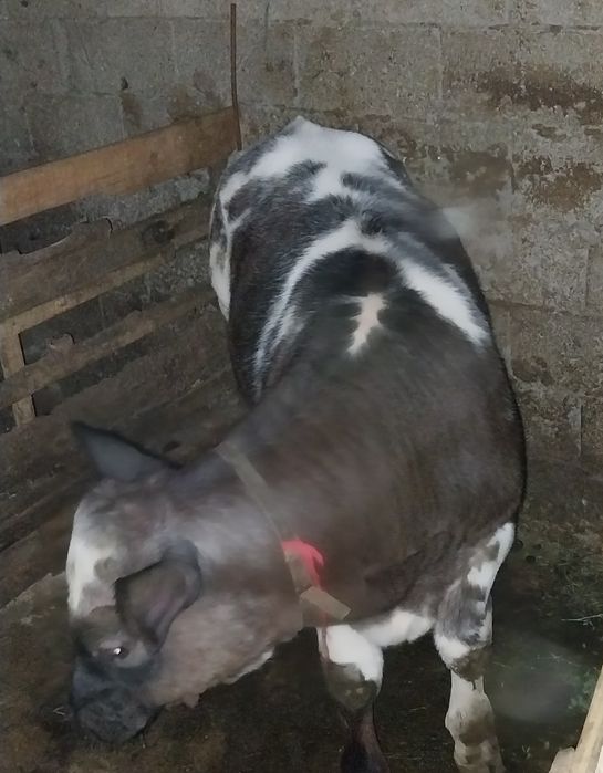Vand tauras de carne