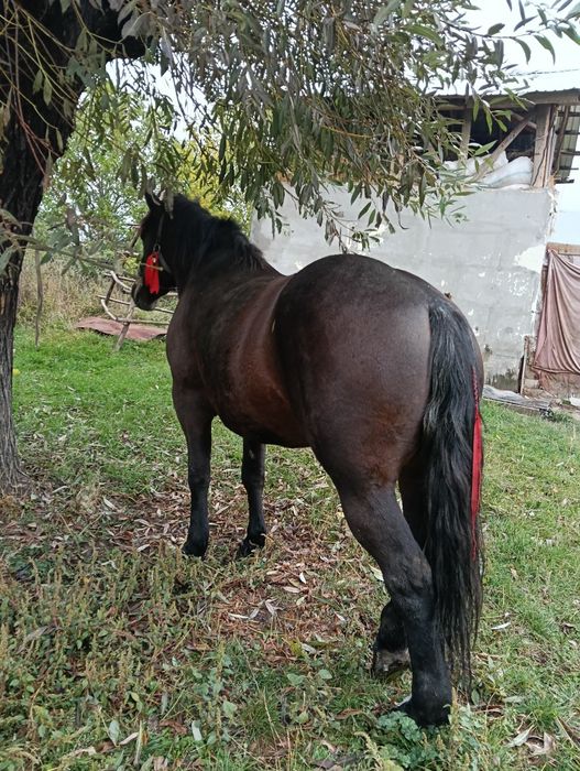 Vând iapa de 4 pe 5 ani cuminte și garantata  de ham