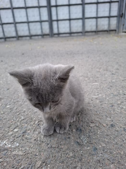 Отдам котёнка в добрые руки